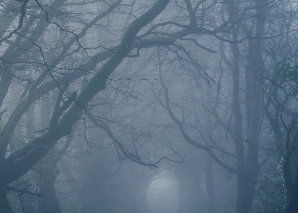 Image of bare branches halfway hidden in fog