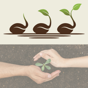 Image of plant seeds growing