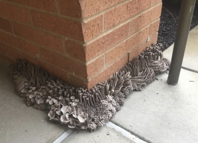 Image of Rachel Eng's mushroom growth installation at Schlow Library