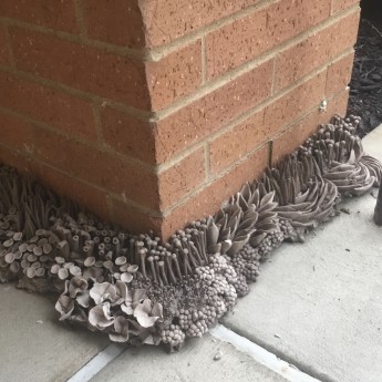 Image of Rachel Eng's mushroom growth installation at Schlow Library